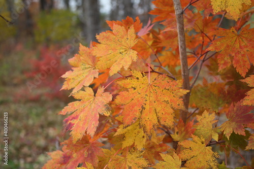 
autumn leaves