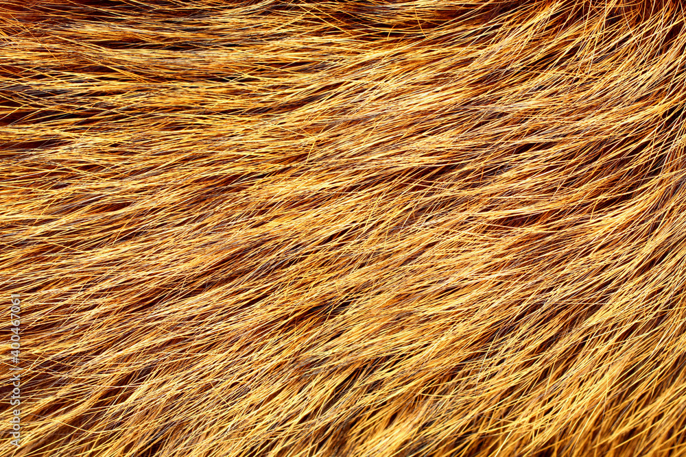 Yellow and brown colored raccoon fur. View from above. Closeup. Texture Yellow and brown colored raccoon fur. View from above. Closeup. Texture
