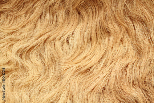 Long curved beige lama fur. View from above. Closeup . Texture.