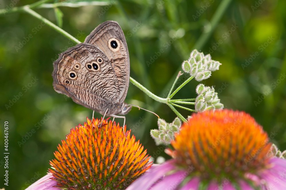 Obraz premium Common Wood Nymph butterfly feeding on Coneflower