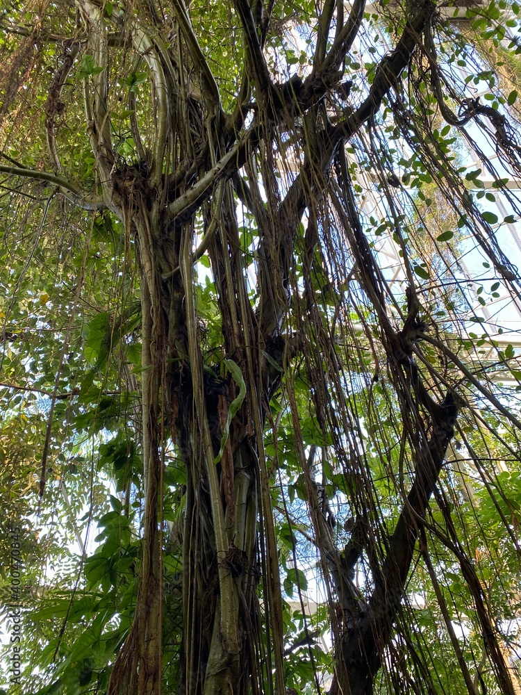 Fototapeta premium trees in the forest