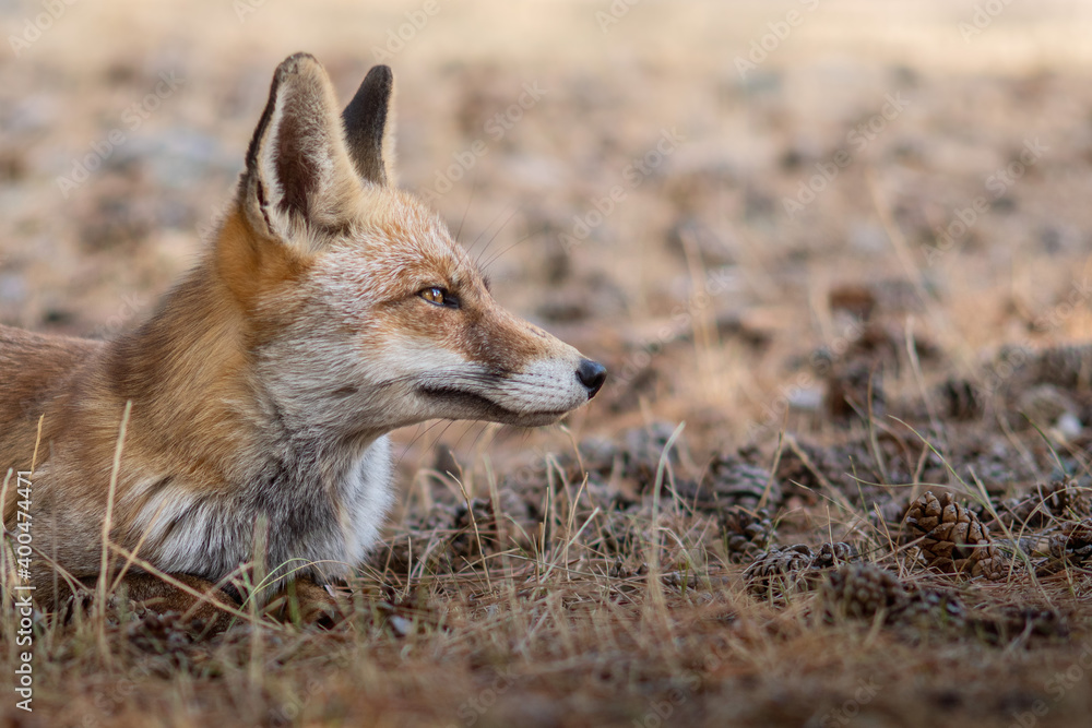 Zorro (Vulpes vulpes) - Cazorla, España