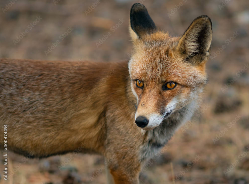 Zorro (Vulpes vulpes) - Cazorla, España Zorro (Vulpes vulpes) - Cazorla, España
