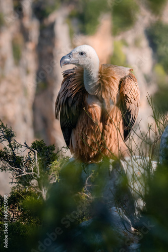 Retrato buitre leonado (Gyps fulvus) - Lorca, Murcia photo