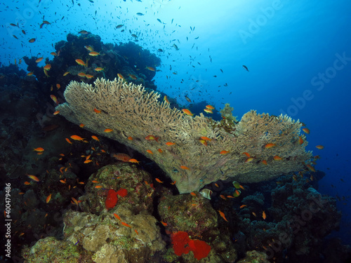 Acropora tabulate in the Red Sea photo