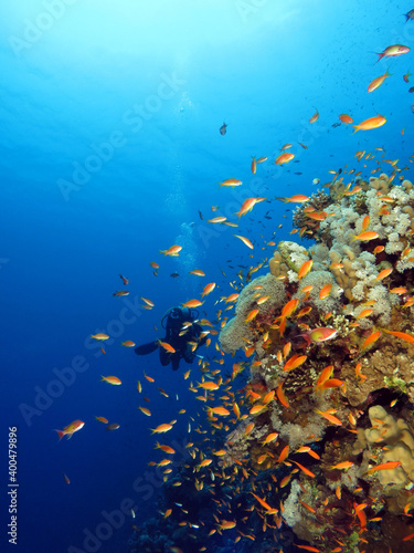 Fototapeta Naklejka Na Ścianę i Meble -  A diver watching a colorful reef in the Red Sea