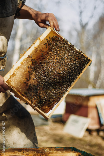 bees in the hive