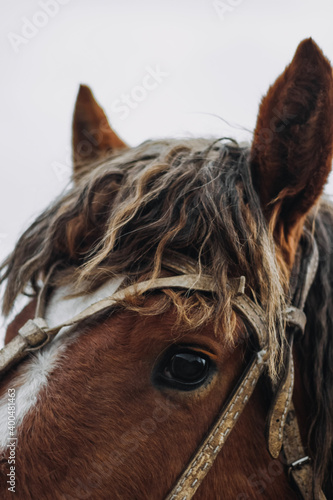 portrait of a horse