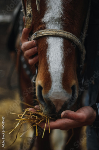 portrait of a horse