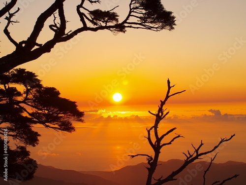 silhouette of tree on sunrise