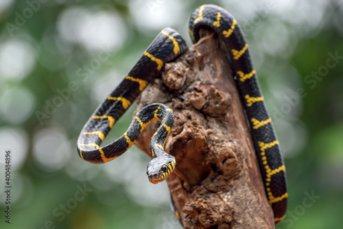 Golden ringed cat snake coiled around tree branch