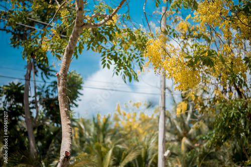 Cassia fistula L tree and flower on the street at Con Dao Island  Viet Nam