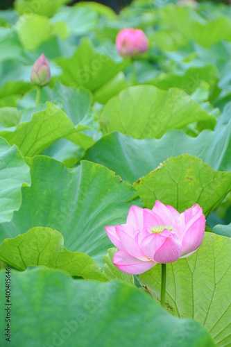 咲き誇る蓮の花