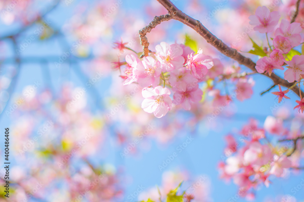 Fototapeta premium 満開の河津桜