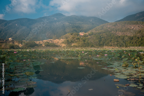 Landscape of Lotus Flowers Lake and Mountain Scenery with blue sky at Con Dao island, Viet Nam. Natural Countryside Background.