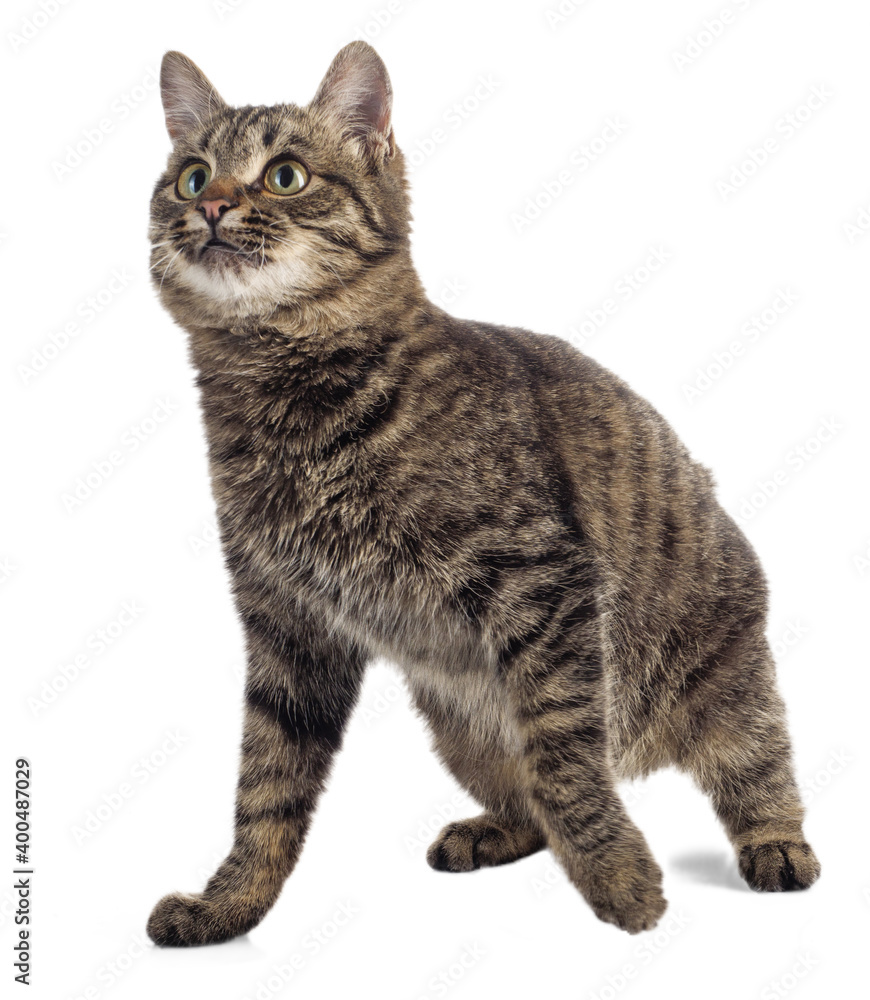 European Shorthair on a white background looks to the left.