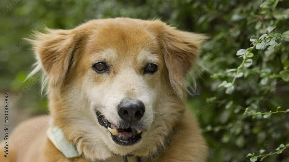 Brown dog sitting out on his tongue with a happy face. Have beautiful fur And good health. National Dog Day. Concept Pet health care Brown dog sitting out on his tongue with a happy face. Have beautiful fur And good health. National Dog Day. Concept Pet health care