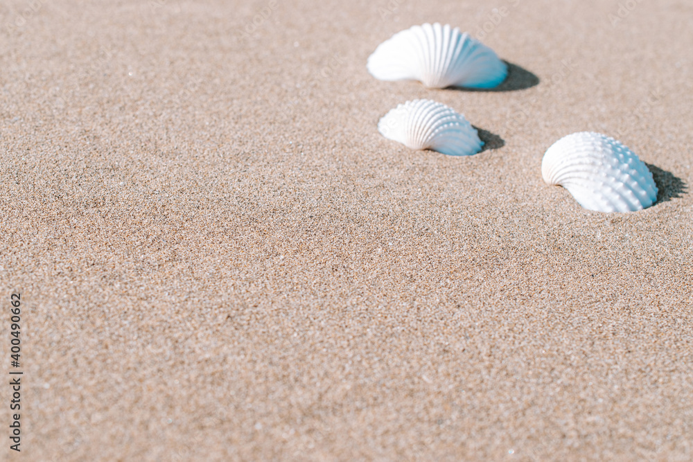 Summer concept background with seashells, shells on sand tropical sea beach. Design of summer vacation holiday concept. Summer concept background with seashells, shells on sand tropical sea beach. Design of summer vacation holiday concept.