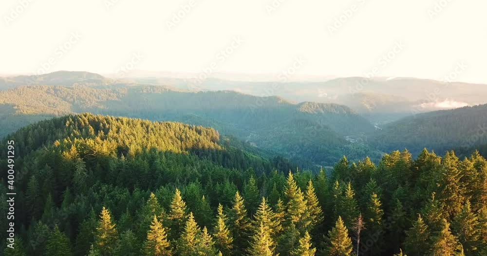 Oregon Coast Forest Trees Aerial Drone Oregon Coast Forest Trees Aerial Drone