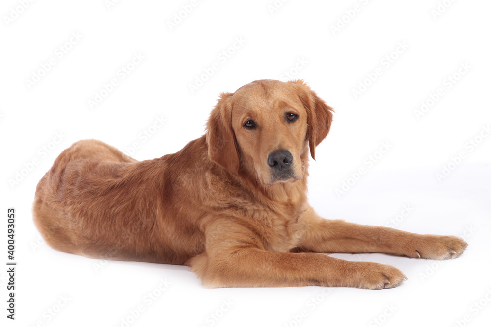 Golden retriever dog  lying on a white background