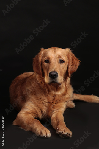 Cute golden retriever dog lying on a black background