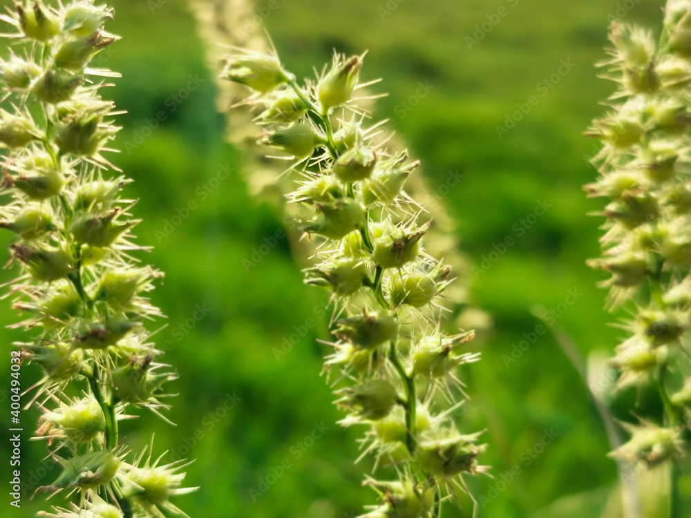fresh and healthy growing Grass green leaves fresh and healthy growing Grass green leaves