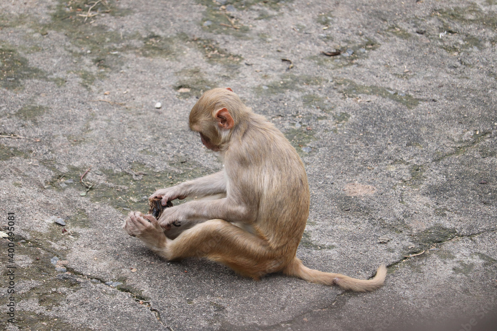 japanese macaque sitting on the ground