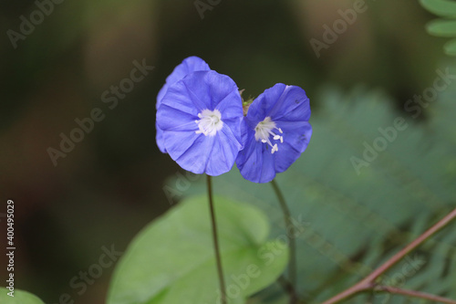 Blue antana flower photo