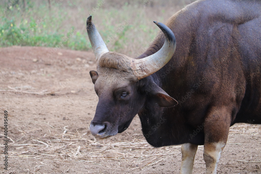 african buffalo in the zoo african buffalo in the zoo