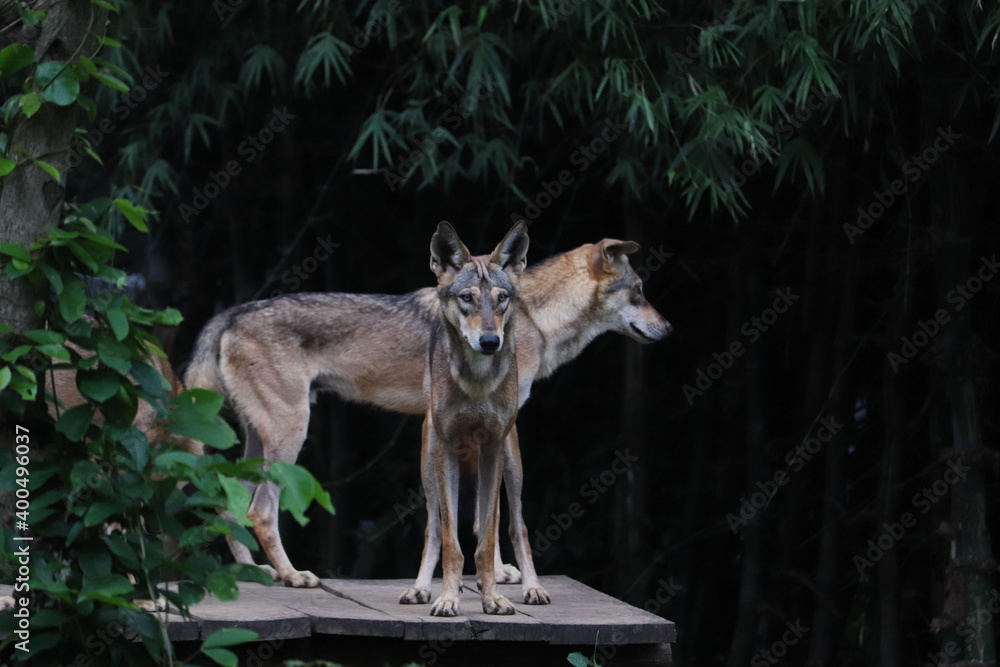 Fototapeta premium wolf in the forest