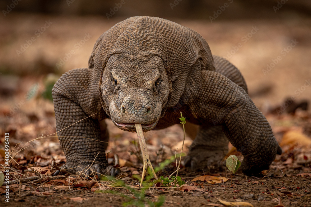Hungry Komodo Hungry Komodo