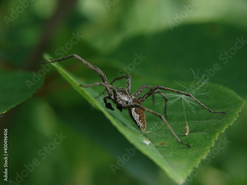 the spider sits on a leaf and waits for prey © SerhiiDobrozhanskyi