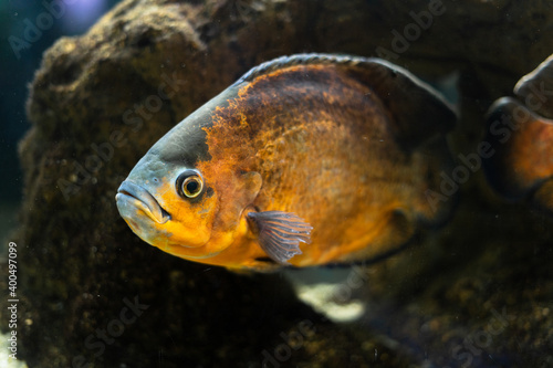 big beautiful fish cichlid Astronostus oscar swims in a pond among the stones. Aqua space