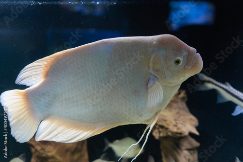 two white fish The real or giant gourami is a freshwater ray-finned fish of the macropod family. swims in a large aquarium. photo