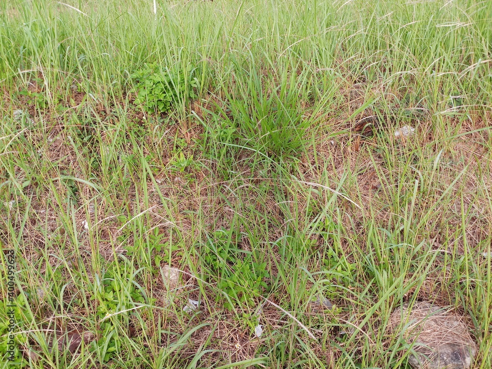 grass in the grass grass in the grass
