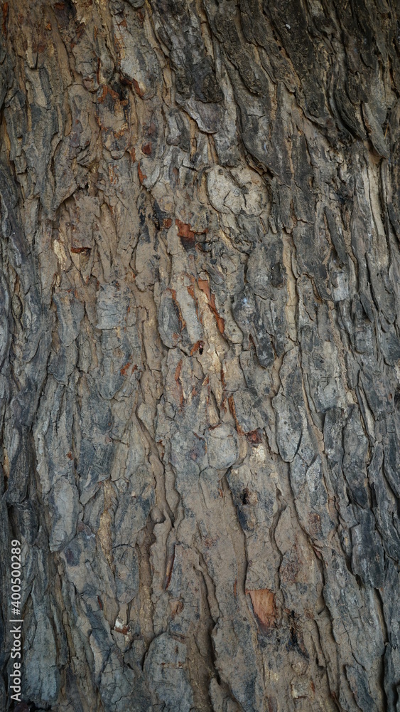 Skin texture old wood background natural Skin texture old wood background natural