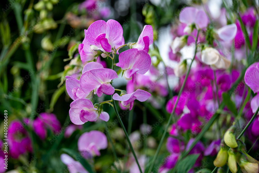 pink and purple lathyrus flowers, blur background pink and purple lathyrus flowers, blur background
