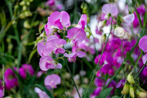 pink and purple lathyrus flowers, blur background photo