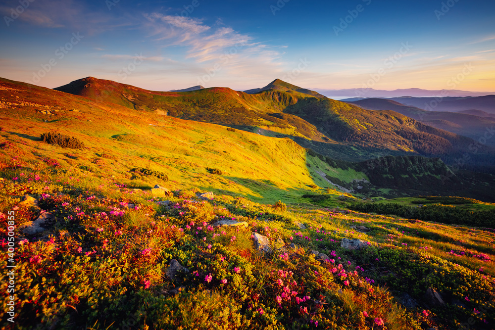 Fototapeta premium Pink rhododendron flowers on a sunny day. Scenic image of the exotic place.
