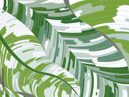 banana leaf pattern background. green and white with drawing line art illustration.