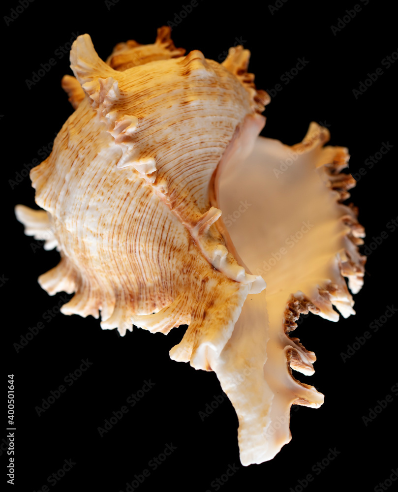 Seashell isolated on black background. Subject Seashell isolated on black background. Subject