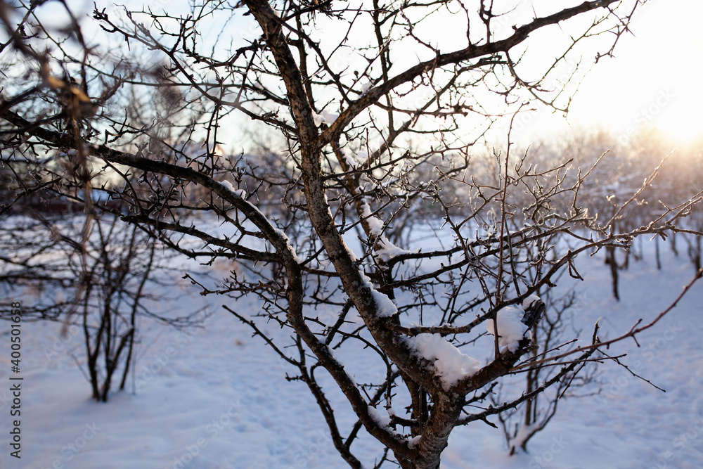 Fototapeta premium Bushes and trees in the snow