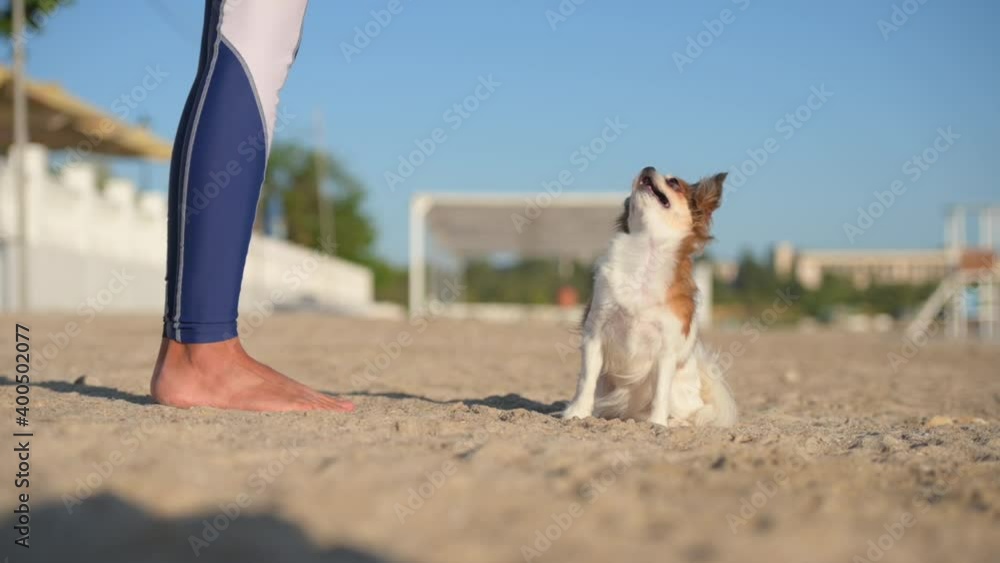 dog, training, owner, obedience, sit, order, legs, feet, foot, girl, woman, female, sportswear, shoeless, barefooted, barefoot, beach, leisure, lifestyle, canine, pedigree, two, sand, pet, human dog, training, owner, obedience, sit, order, legs, feet, foot, girl, woman, female, sportswear, shoeless, barefooted, barefoot, beach, leisure, lifestyle, canine, pedigree, two, sand, pet, human