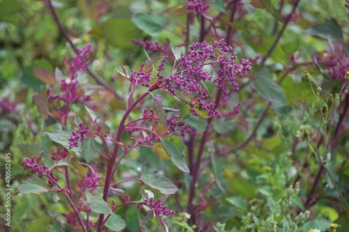Lettuce in the garden with green leaf in outdoor
