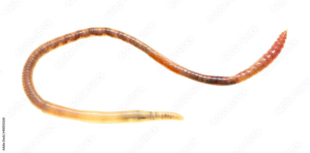 Earthworm on a white background. Earthworm on a white background.