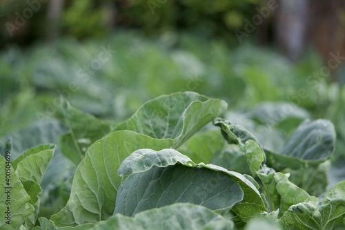 Cauliflower leaf in the garden 