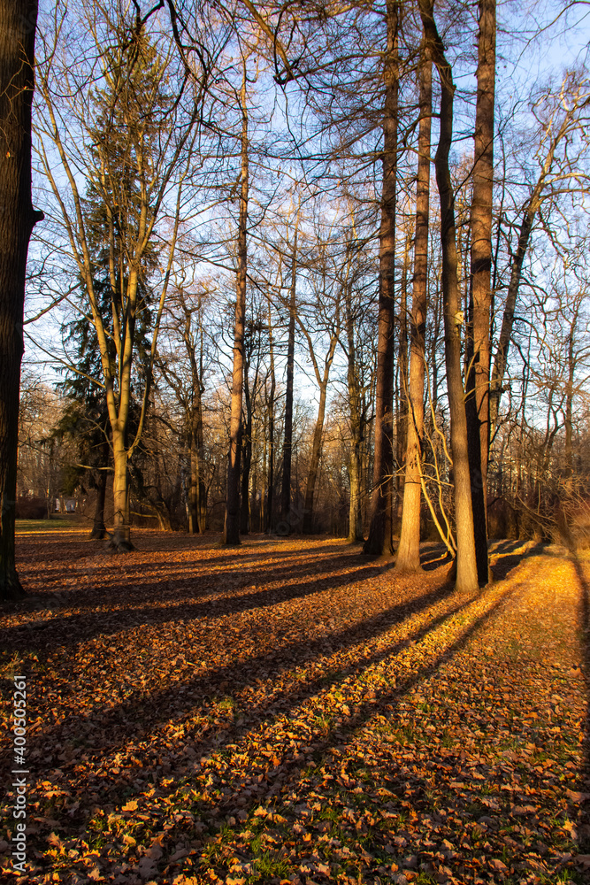 Naklejka premium sunlight illuminates the forest and forms long shadows
