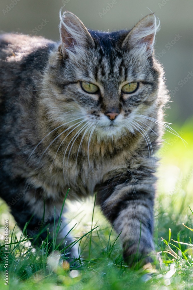 pet animal: portrait of alley cat