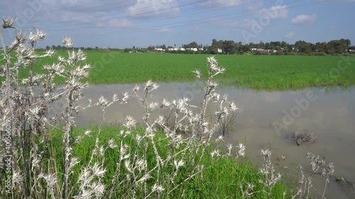 Wild thorns in a wheat field in winter near a kibbutz