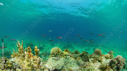 Fototapeta Naklejka Na Ścianę i Meble -  Underwater Scene Coral Reef. Underwater sea fish. Tropical reef marine. Colourful underwater seascape. Philippines.